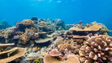 Coral Reef Ecosystems: Nature’s Underwater Cities