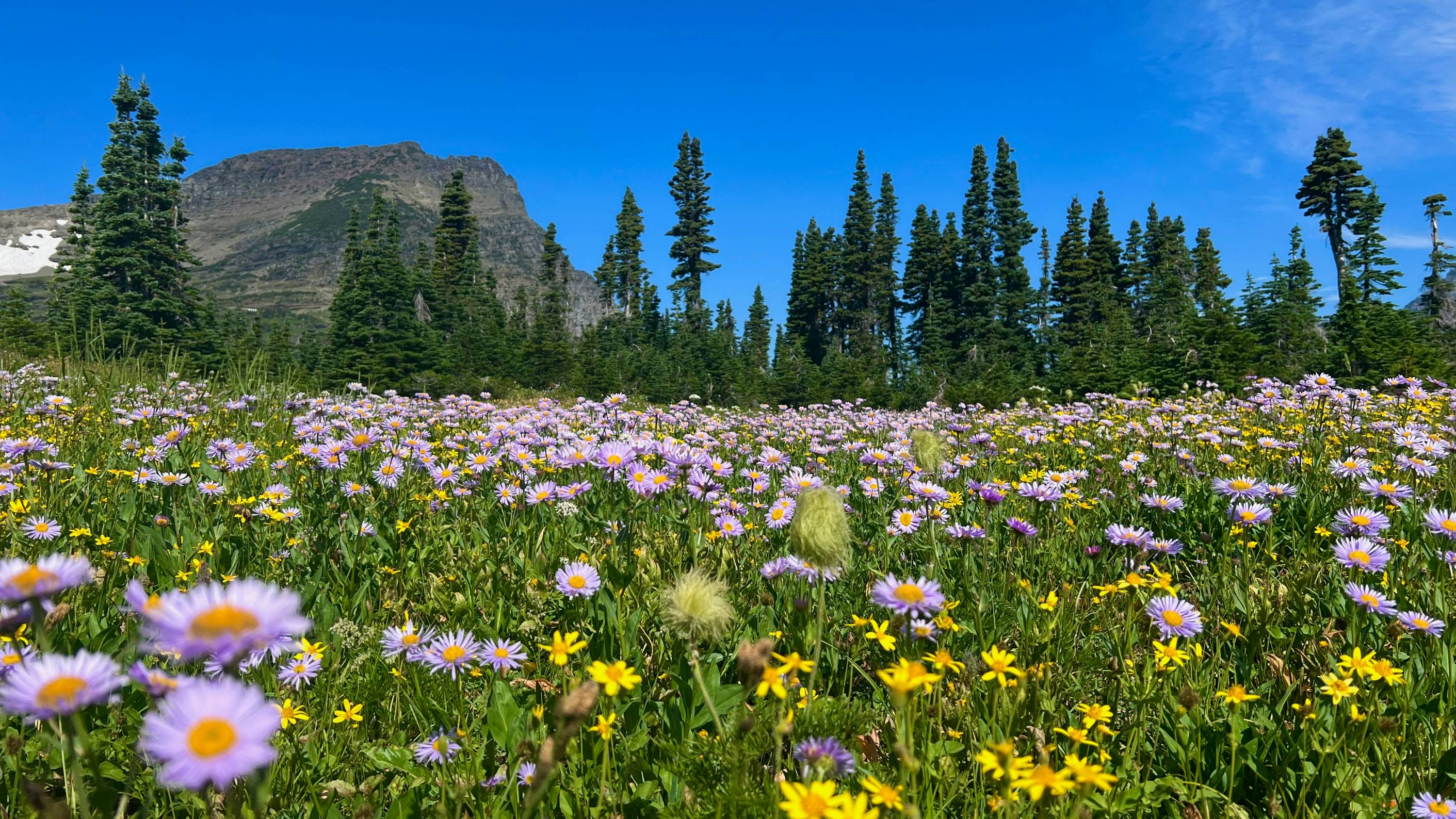 a field of wildflowers with a mountain in the background