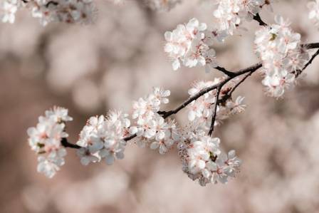 What are the characteristics of the latest plum blossom
