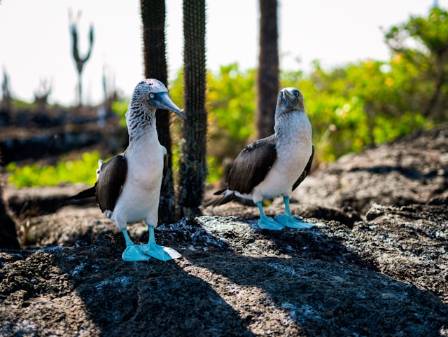 9 Fascinating Facts About Blue-Footed Boobies