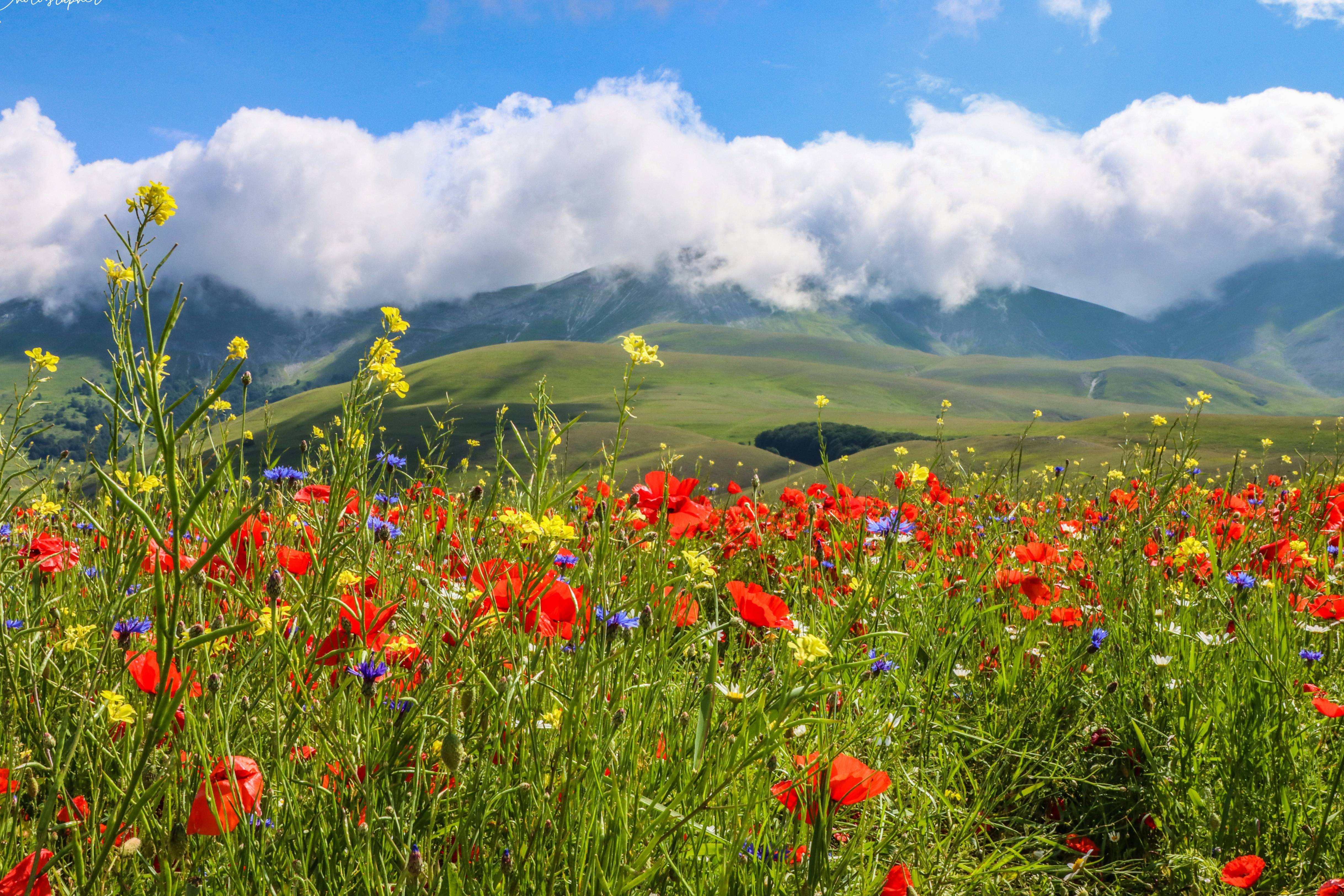 red flowers on green grass field under white clouds and blue sky during daytime