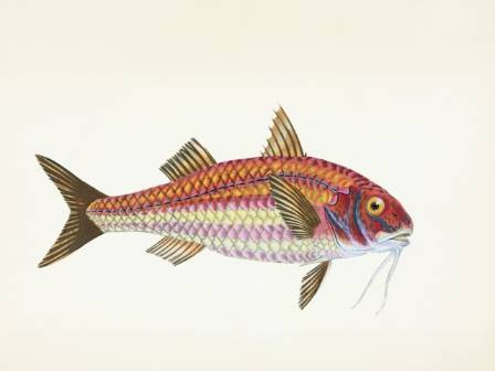 Visions of the Deep: A Journey Through Centuries of Marine Illustration
