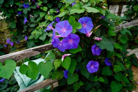 Morning Glory Flower Meaning and Secret Symbolism