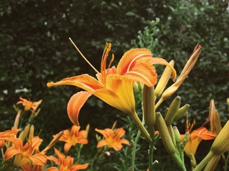 Interesting Facts You Never Knew About Daylilies