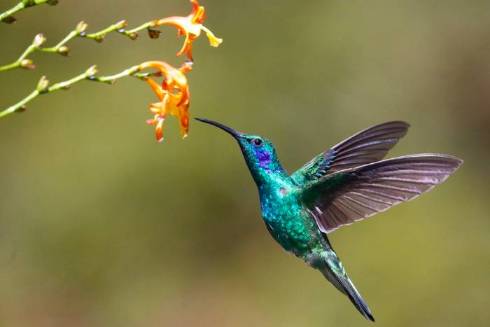 Exploring the Astonishing Speed of Hummingbirds in Flight