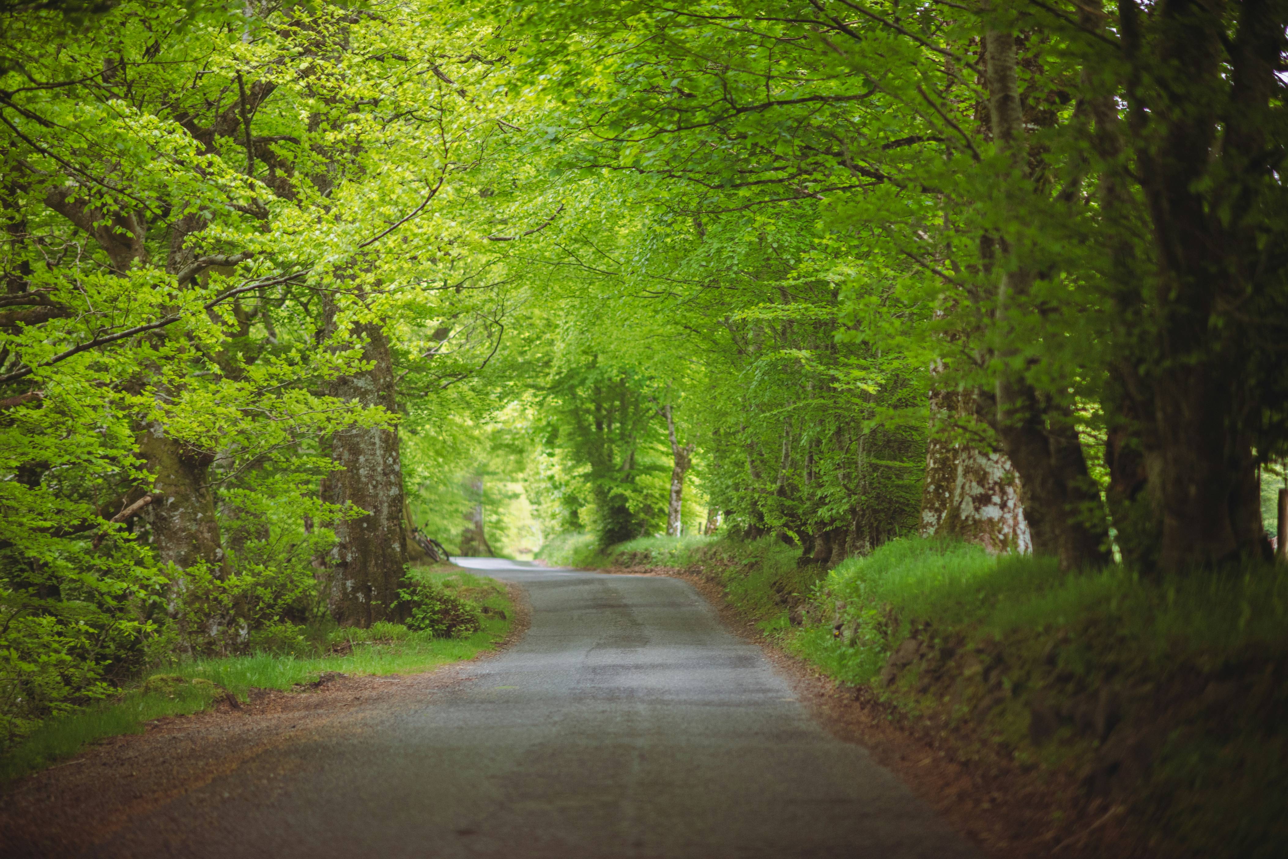 An empty road surrounded by trees and grass