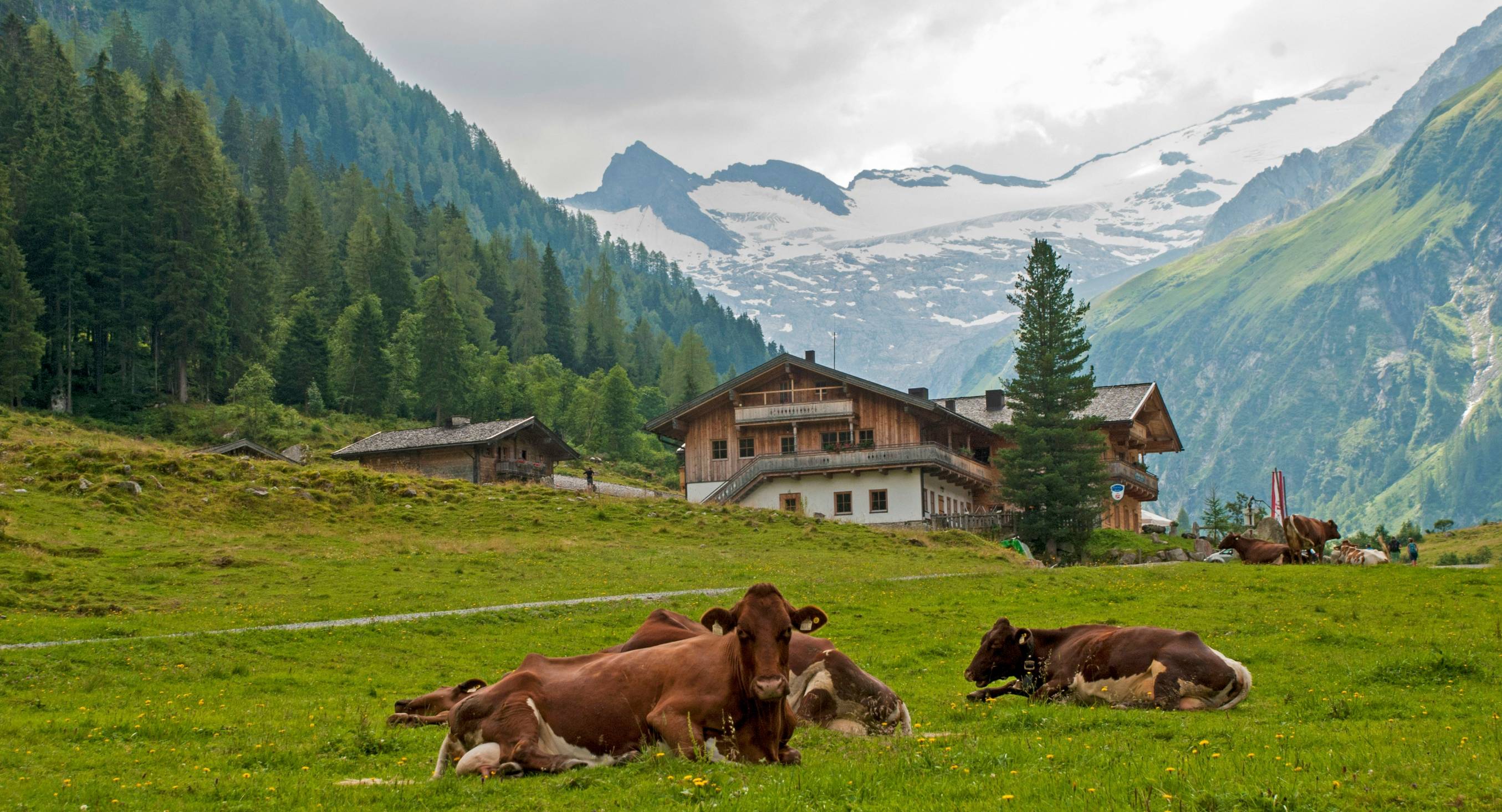 herd of cattle at rural area