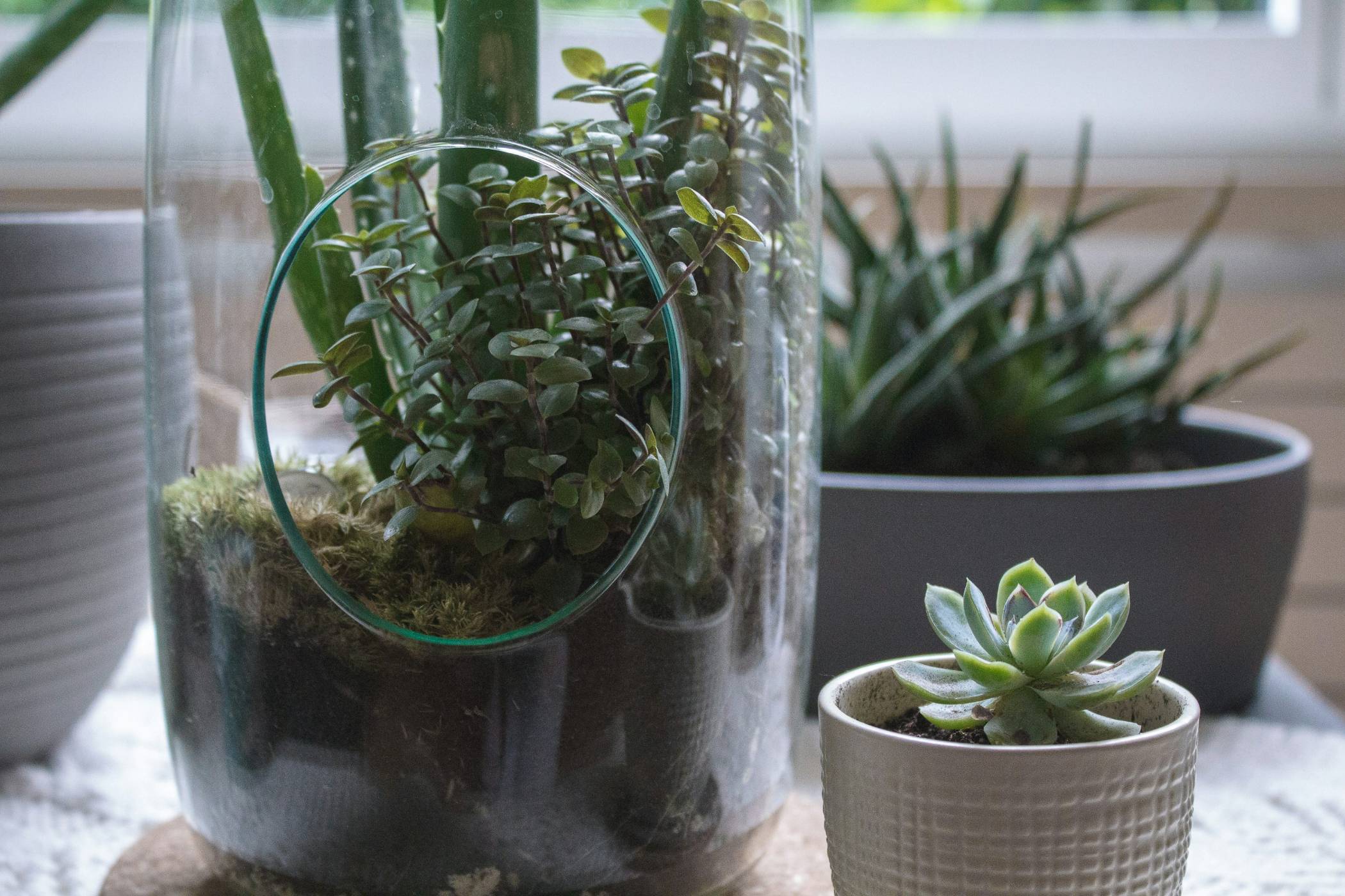 अपना खुद का बोतल गार्डन कैसे बनाएं- DIY बंद टेरारियम