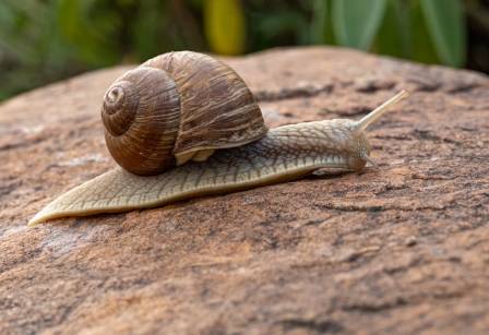 Why Slugs and Snails Are Secretly the Ultimate Hidden Heroes of Your Garden