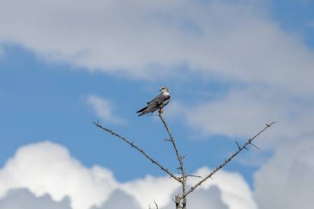 Black-winged kite: a ghost at dusk