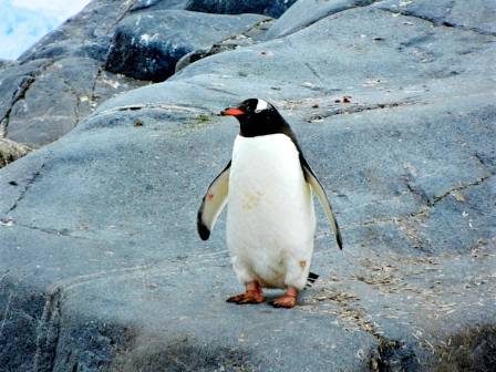 Fascinating Penguin Facts 