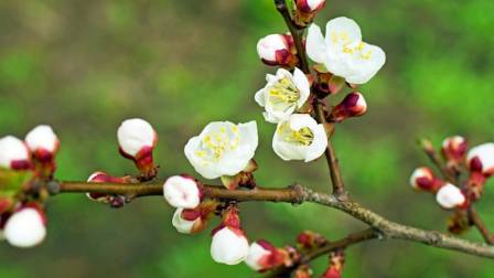 Cultivating The Winter Blooming Flowering Apricot