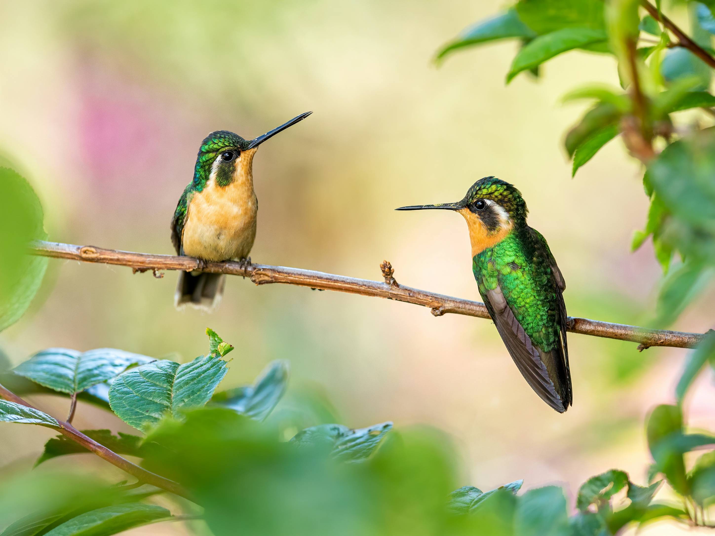 green and brown humming bird
