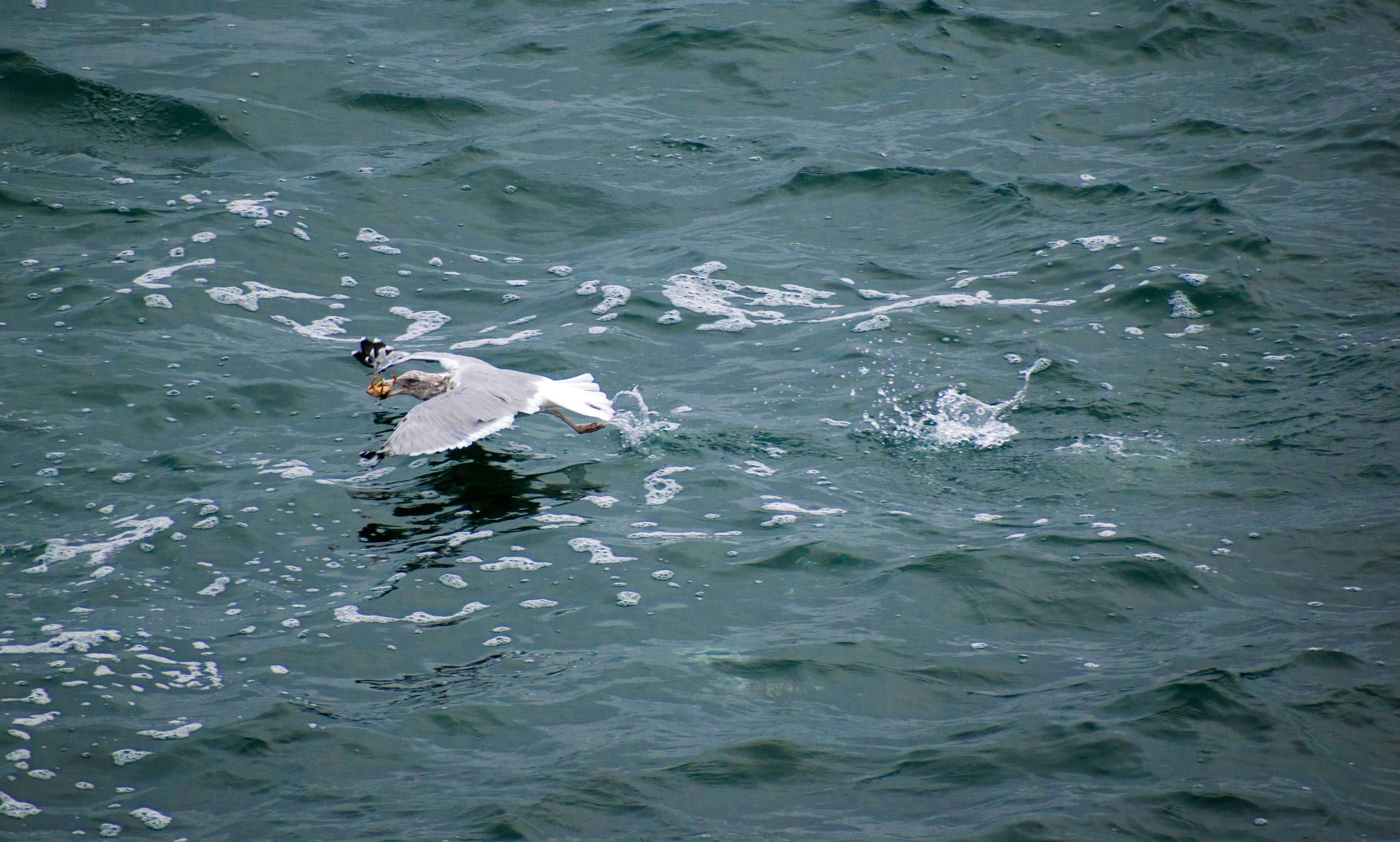 a couple of ducks swimming in water