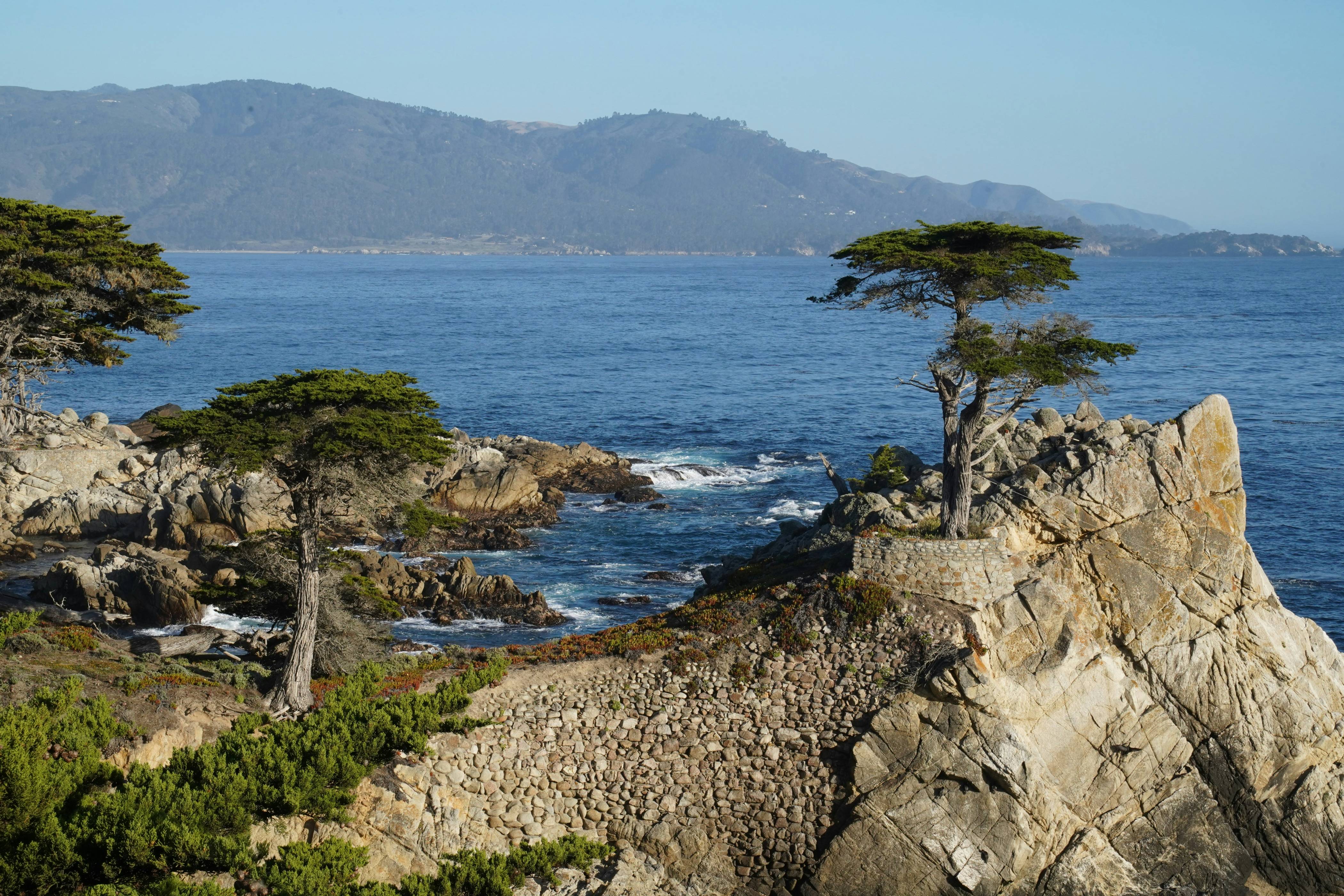 a lone tree on a rocky cliff overlooking the ocean