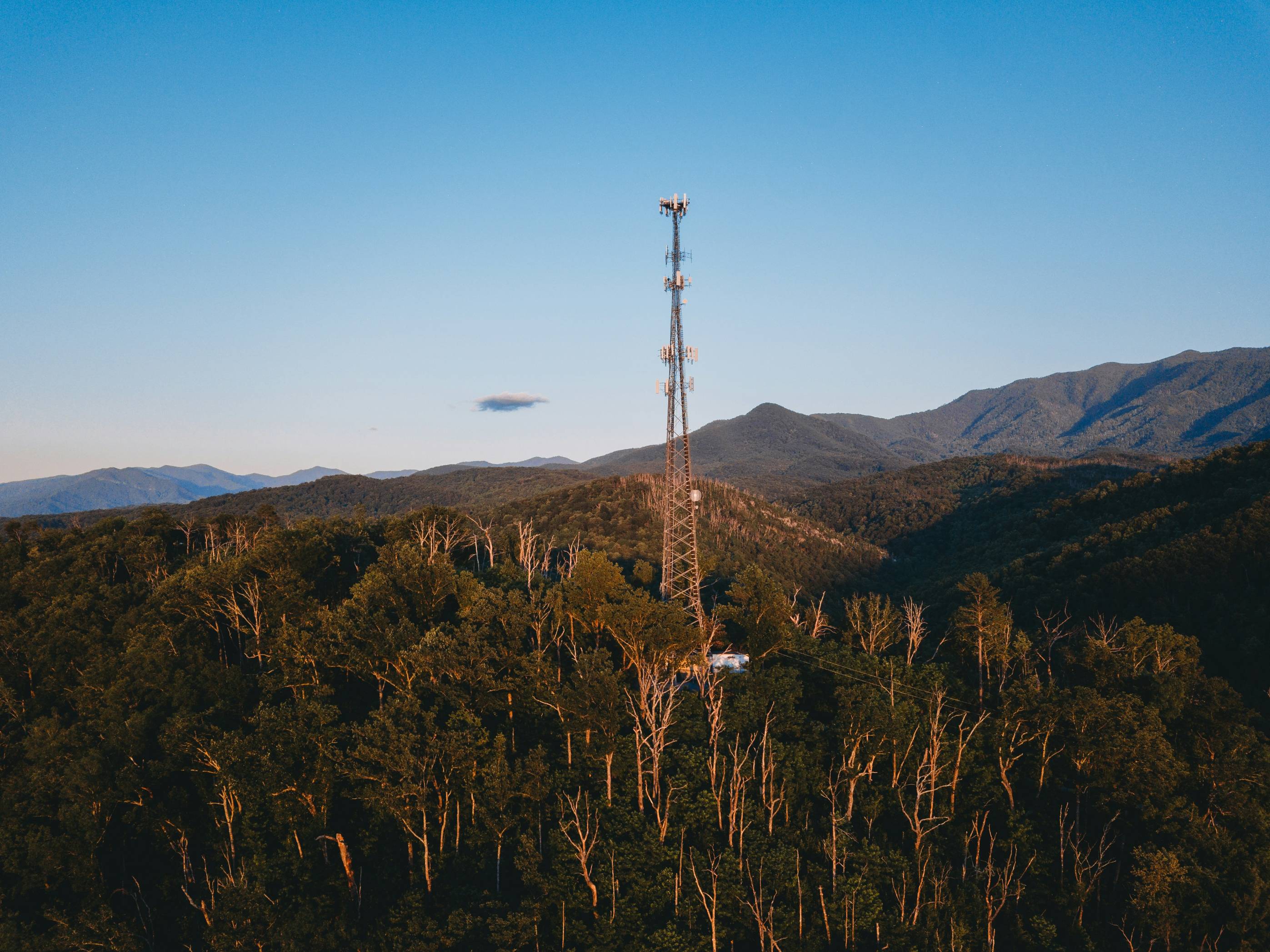 a tree with a mountain in the background