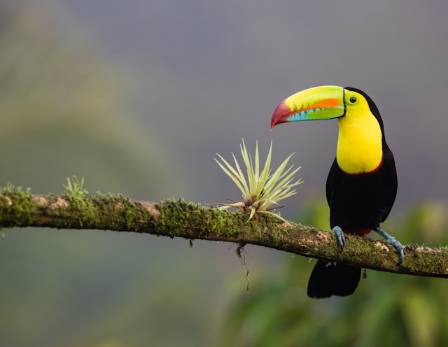 Eleven Amazing Facts You Surprising Do Not Know About Wild Toucans