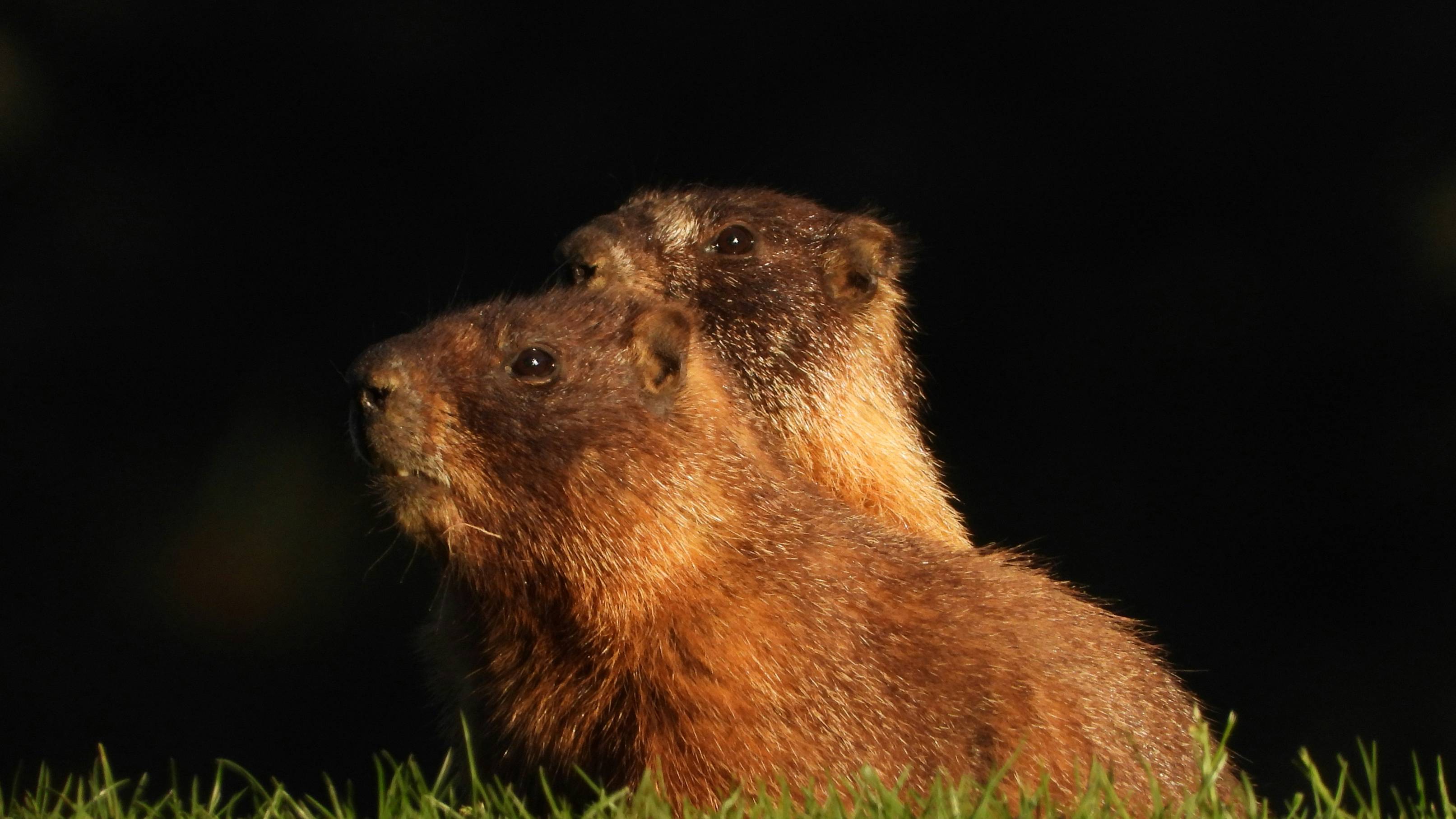a couple of animals that are standing in the grass