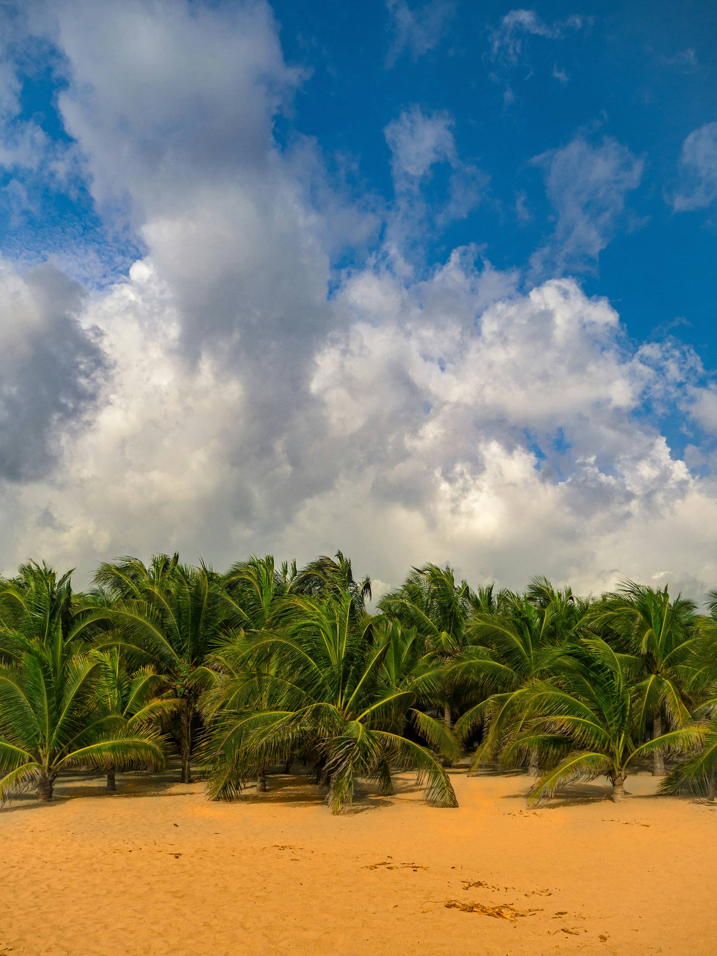 coconut trees