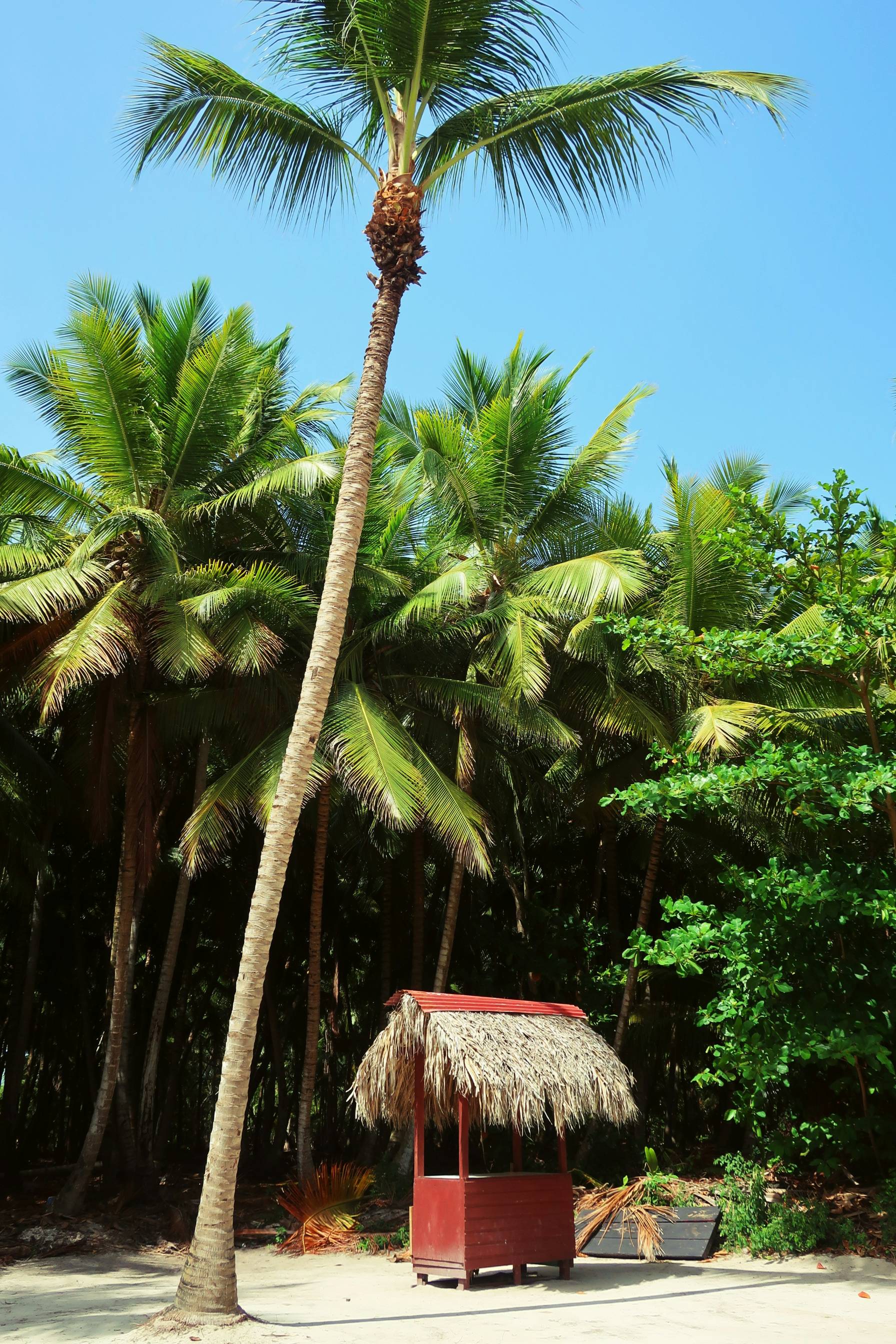 green palm tree under blue sky during daytime