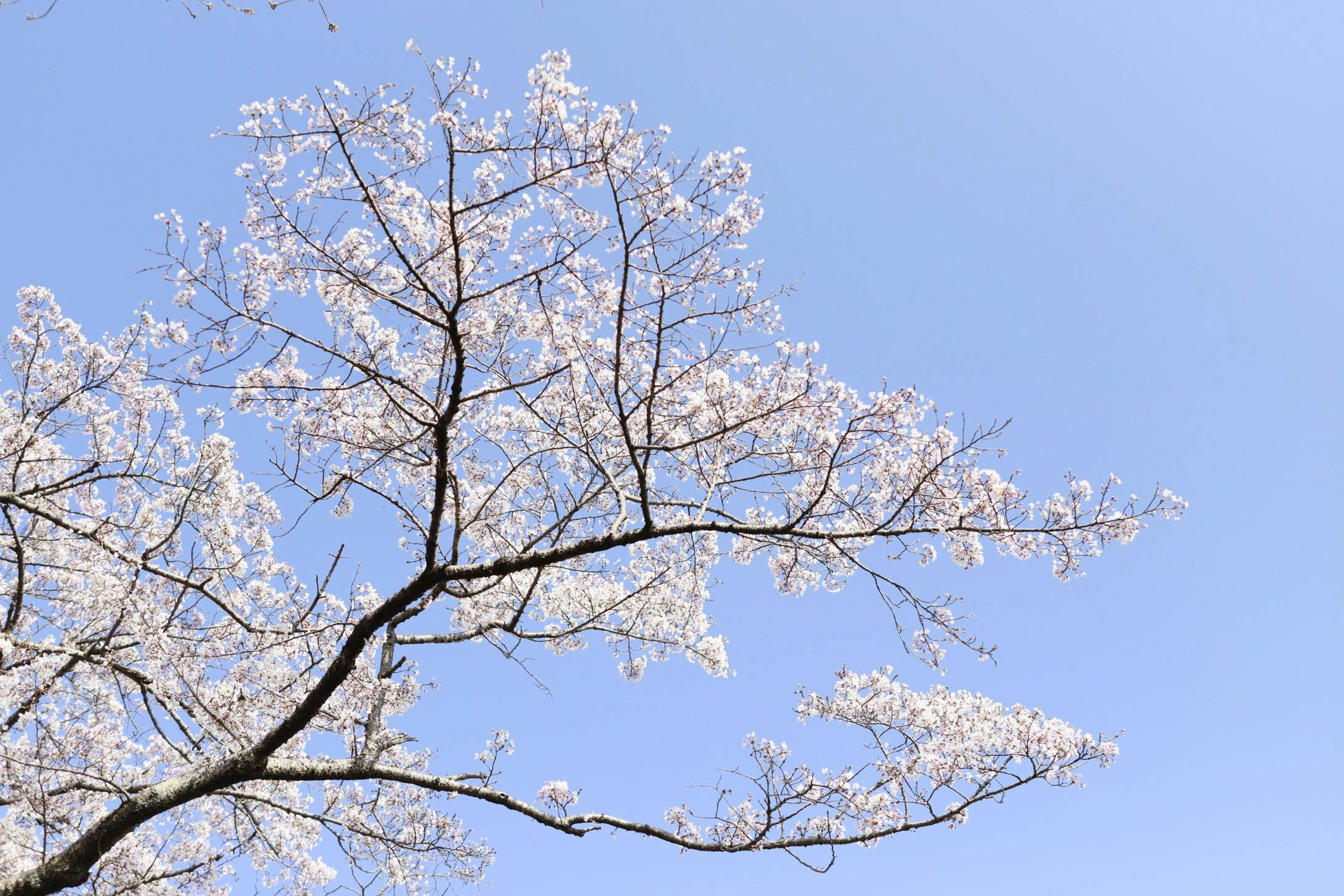 A tree with white flowers against a blue sky