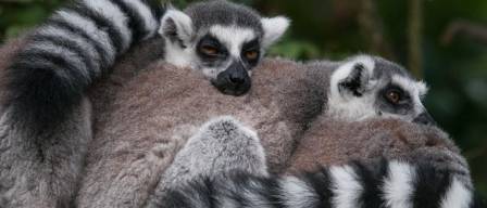 Comprehensive Guide to the Ring-Tailed Lemur