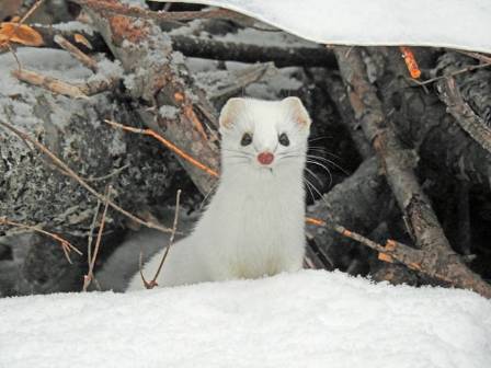 These Beautiful Creatures Are the Absolute Cutest Animals on Earth