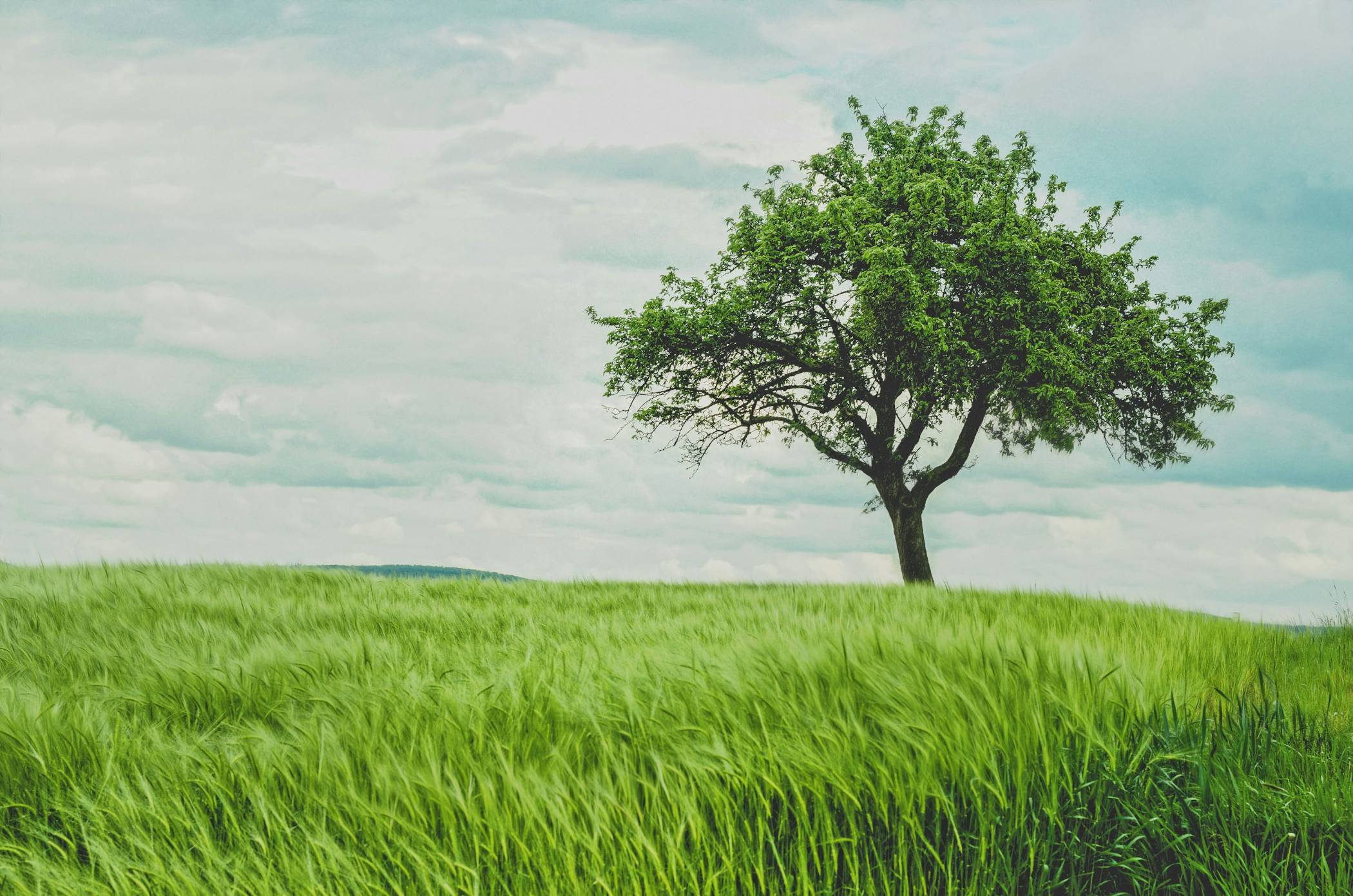 वृक्षों के पर्यावरण के लिए महत्व के 3 कारण