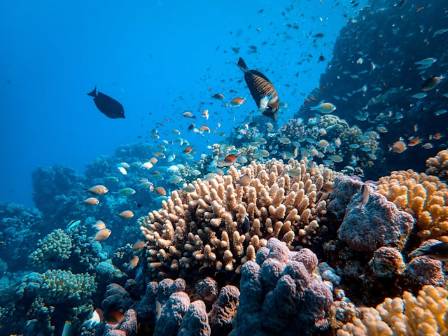 11 Facts You Absolutely Need to Know About the Most Beautiful Reefs in the Ocean
