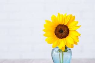 Ten Flowers Symbolizing Energy: Dynamic Blossoms