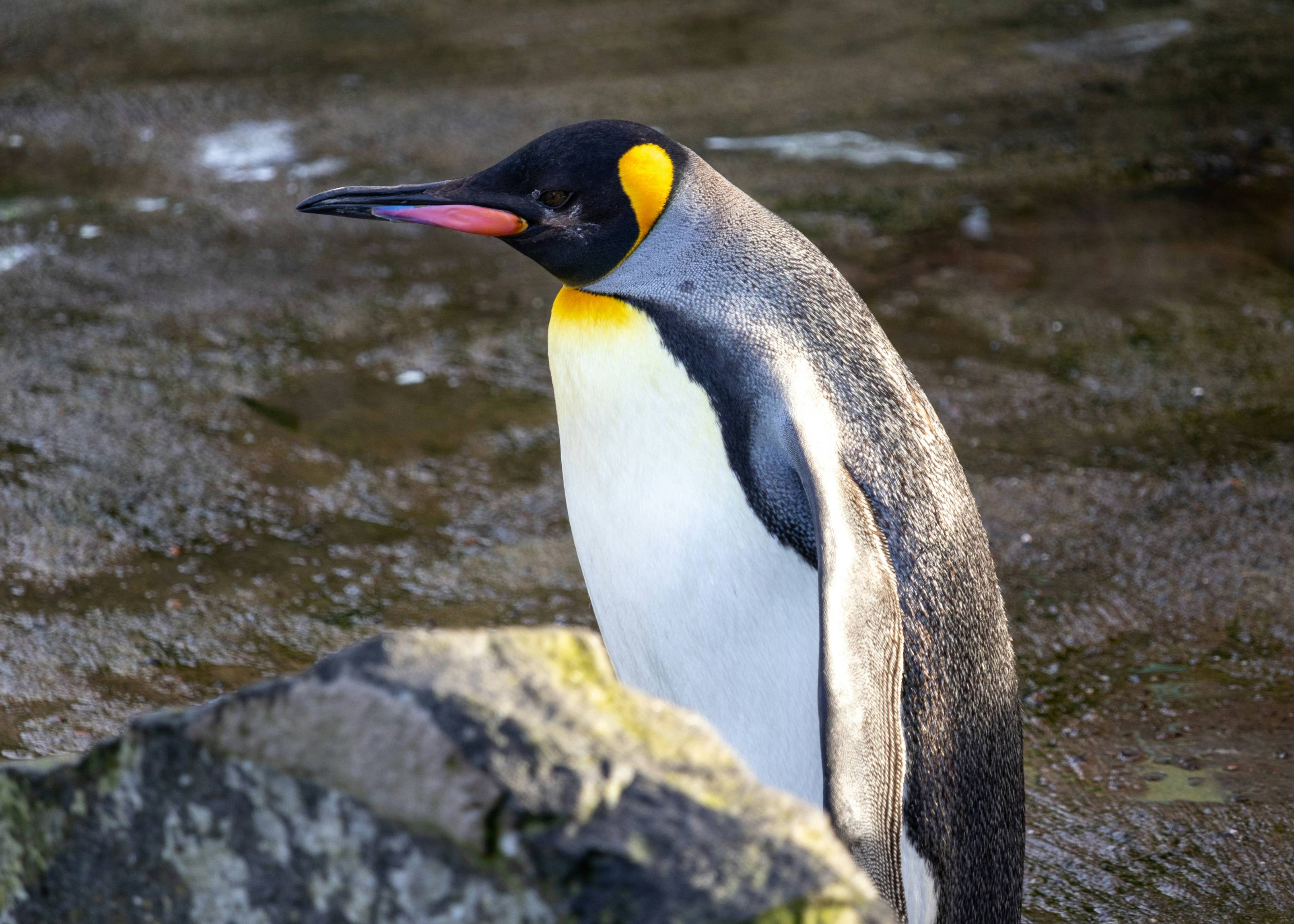 a penguin standing on a rock in the water