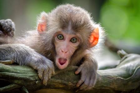 36 Incredible Facts About Monkeys You Need To Know