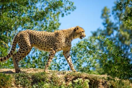 Cheetah: Conservation Conundrum